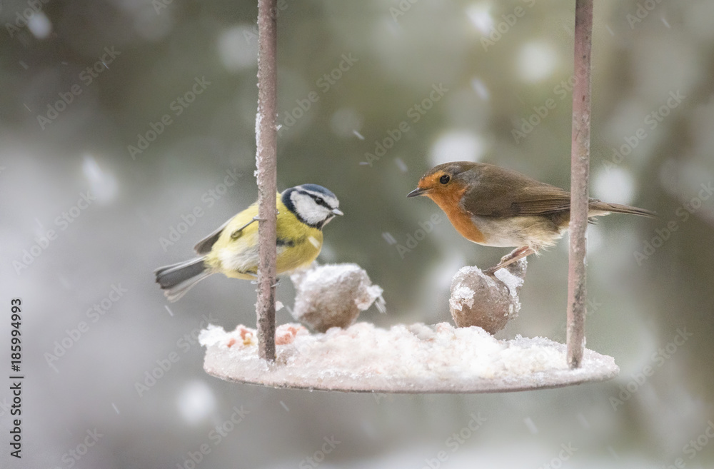 Fototapeta premium garden birds in the winter time