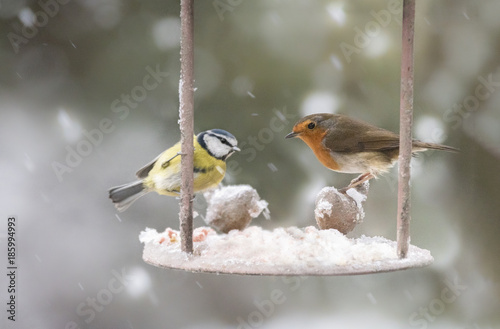 garden birds in the winter time