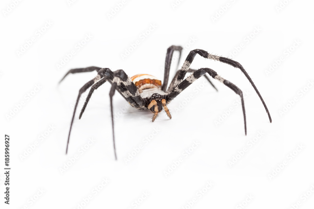 wasp spider on white