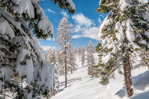 Fir and larch forest covered with snow, Dolomites, Italy