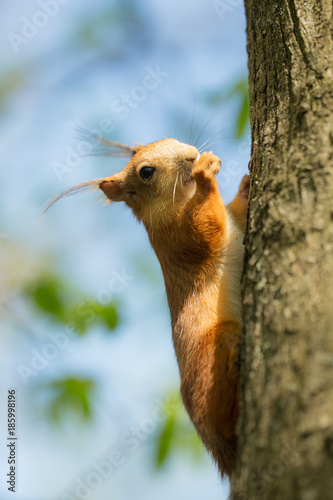 portrait of a squirrel on a tree trunk