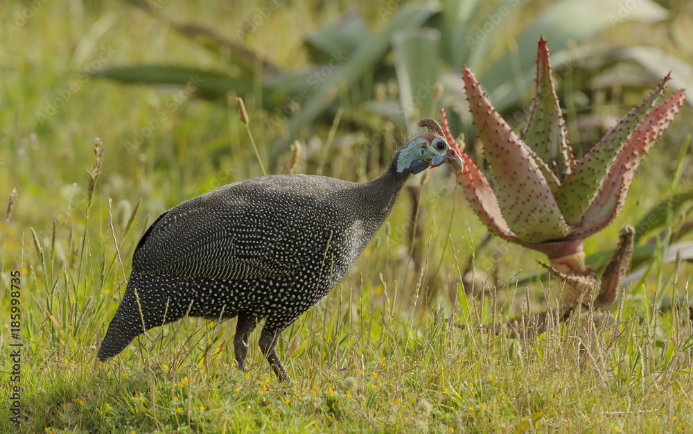 Fototapeta premium Blue helmeted guineafowl, ( Numida meleagris ), with very blue head, walking to right, across green grass with yellow flowers, Cape Town, South Africa