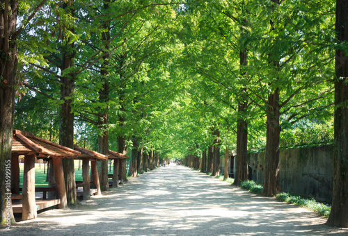 Metasequoia forest road photo