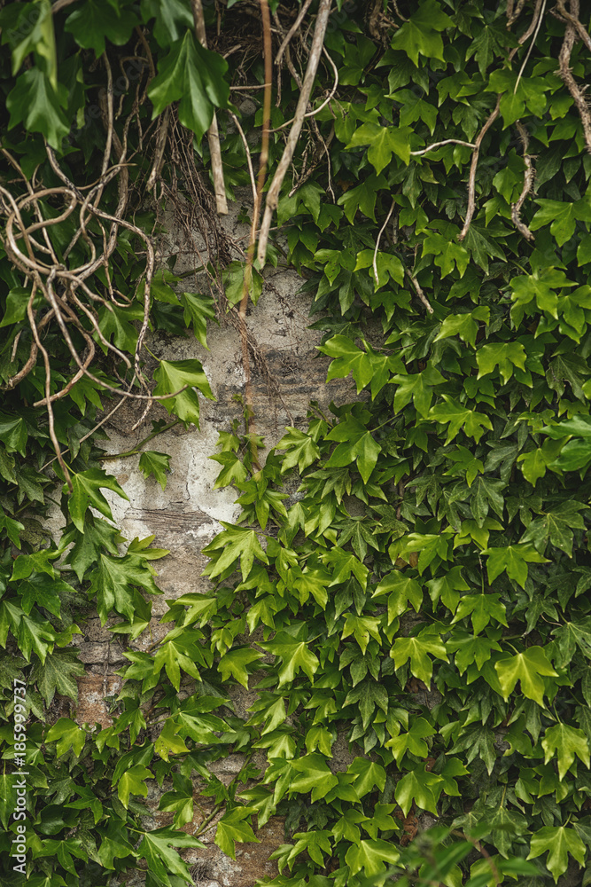 old brick wall texture with plant