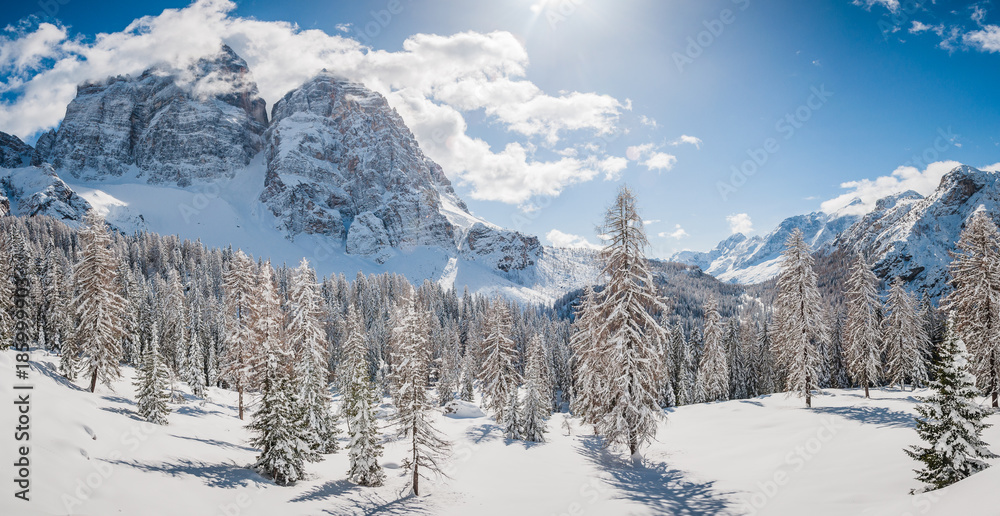 Winter panorama of  fir trees covered with white snow with dolomitic mountain background, Dolomites, Italy