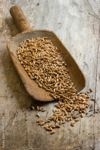 Dinkel als Körner zum Backen