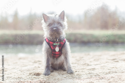 Sitting Cairn terrier in plaid harnass photo