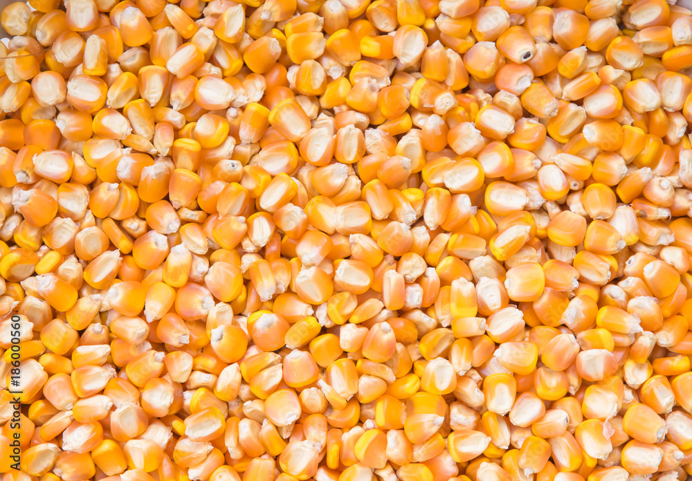 dry corn background, dry corn seed for animal feed