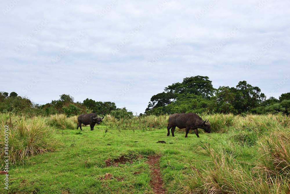 The african buffalo, Tanzania, Africa The african buffalo, Tanzania, Africa