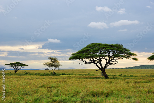 Serengeti national park scenery, Tanzania, Africa