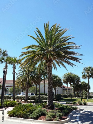 Palm trees in St. Augustine city, Florida  © natalya2015