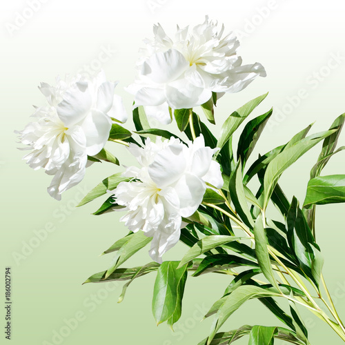 Fototapeta Naklejka Na Ścianę i Meble -  Bouquet of white peonies 