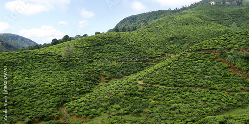 view of hill in the area of Nuwara Eliya.,sri Lanka © MICHEL
