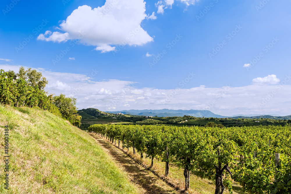 Agriculture, vineyard in spring and blue sky with clouds