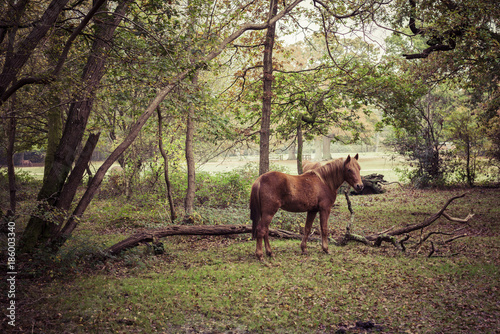 Fototapeta Naklejka Na Ścianę i Meble -  Enchanting Forest Horse 