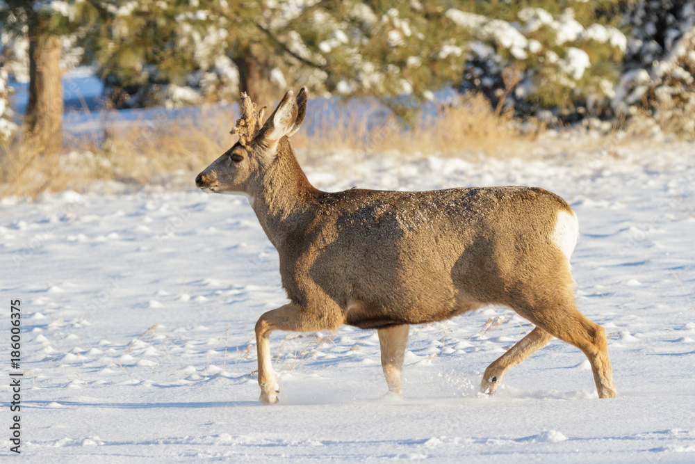 Wild Deer on the High Plains of Colorado Wild Deer on the High Plains of Colorado