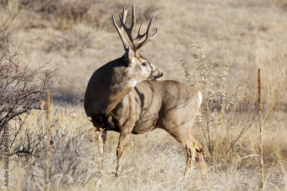 Wild Deer on the High Plains of Colorado Wild Deer on the High Plains of Colorado