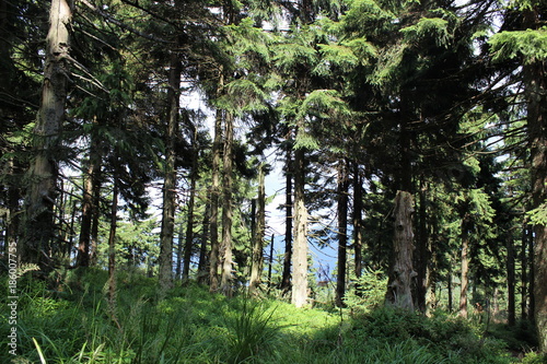 Forest