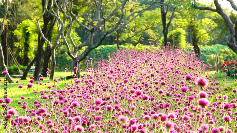4K Beautiful colorful pink globe amaranth soft light nature park outdoor summer background	
