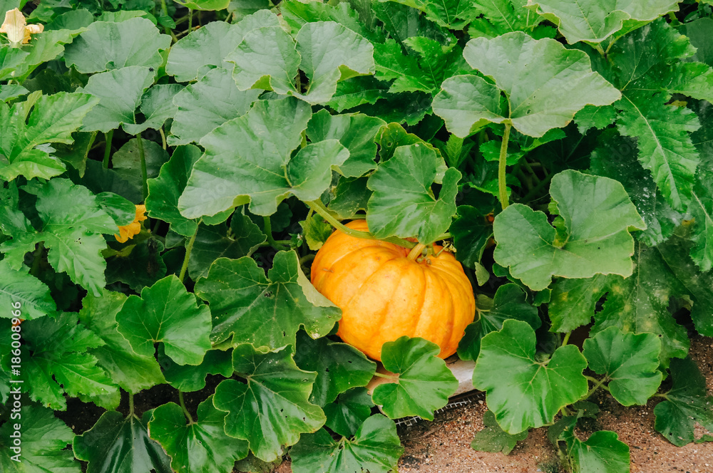 Orange fresh pumpkin in garden - obrazy, fototapety, plakaty 
