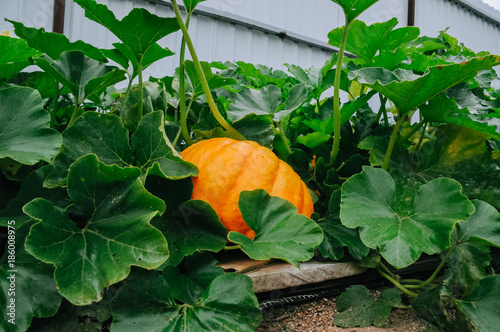 Orange fresh pumpkin in garden
