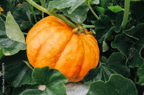 Orange fresh pumpkin in garden