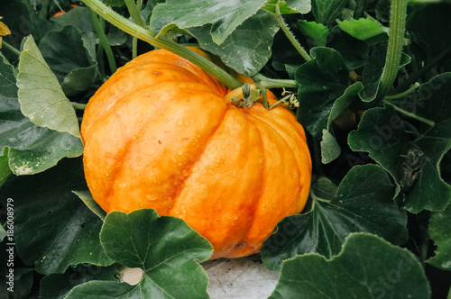Fotografie Orange fresh pumpkin in garden