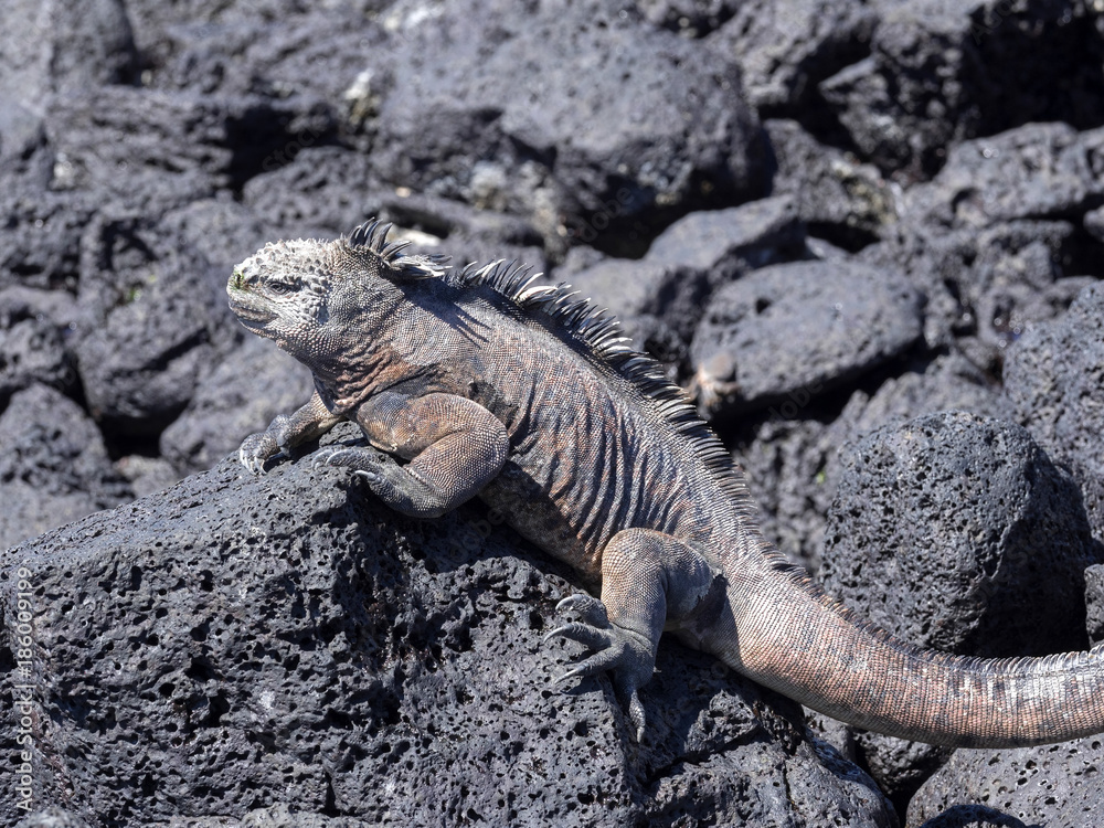 Fototapeta premium Portrait of the bizarre Marine Iguana, Amblyrhynchus cristatus hassi, Santa Cruz, Galapagos, Ecuador