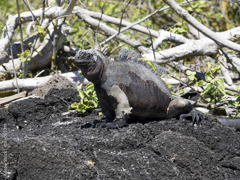 Portrait of the bizarre Marine Iguana, Amblyrhynchus cristatus hassi, Santa Cruz, Galapagos, Ecuador Portrait of the bizarre Marine Iguana, Amblyrhynchus cristatus hassi, Santa Cruz, Galapagos, Ecuador