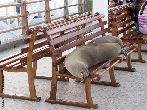 Galapagos sea lion, Zalophus wollebaeki, lying on a bench at the port of Puert Alora, Santa Cruz, Galapagos Islands, Ecuador photo