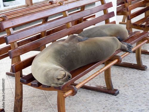 Galapagos sea lion, Zalophus wollebaeki, lying on a bench at the port of Puert Alora, Santa Cruz, Galapagos Islands, Ecuador photo