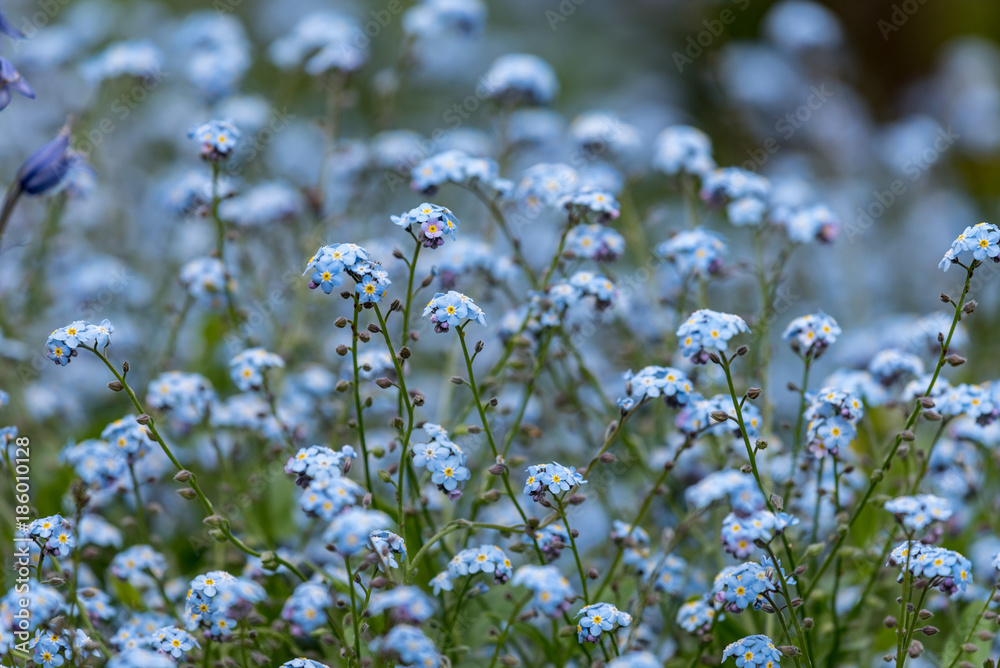 Fototapeta premium ワスレナグサの花