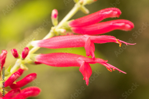 Closeup of Blossoms of Pineapple Sage (Salvia elegans) I