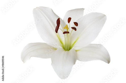 Flower light lily isolated on white background.