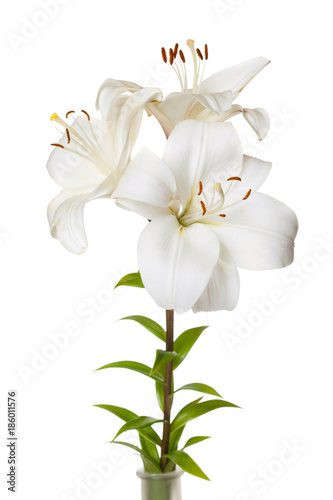 A bouquet of light lilies isolated on white background.