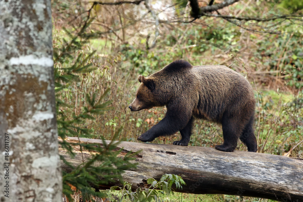 The brown bear (Ursus arctos) walks over the fallen trunk