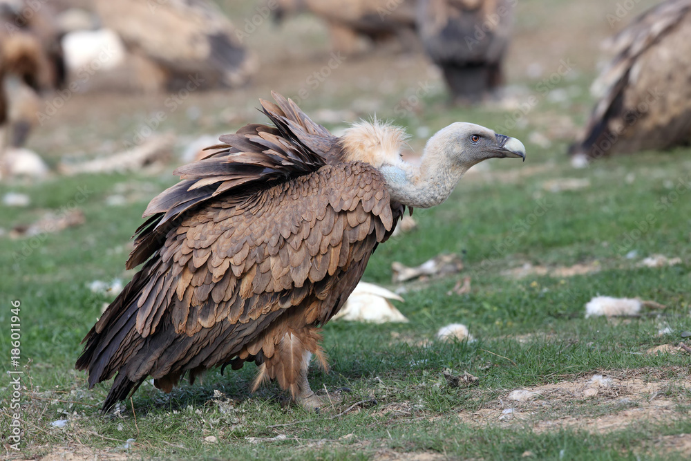 Fototapeta premium The griffon vulture (Gyps fulvus) on the feeder