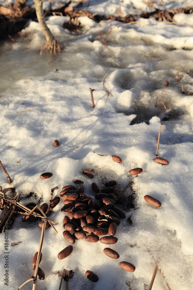 Naklejka premium Reindeer feces on snowy ground-south coast Hinnoya-island. Lofoten-Norland fylke-Norway. 0006