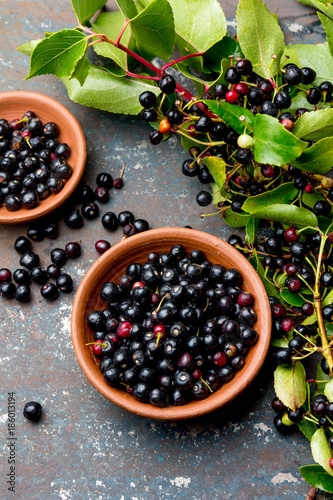 Superfood MAQUI BERRY. Superfoods antioxidant of indian mapuche, Chile. Bowl of fresh maqui berry and maqui berry tree branch on metal background, top view. photo