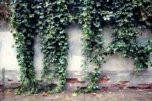 Ivy leaves on on a old wall autumn