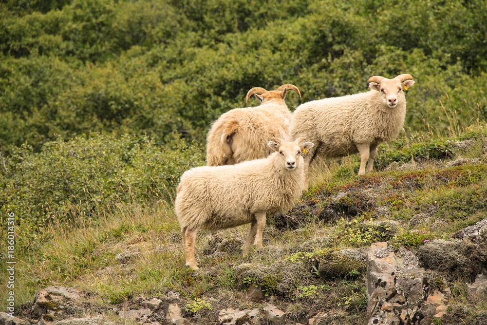 Naklejka premium Islands Schoenheiten der Landschaft Natur, Umwelt, Tiere