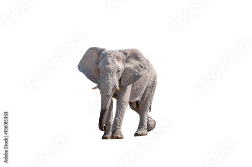 African elephant  isolated on white