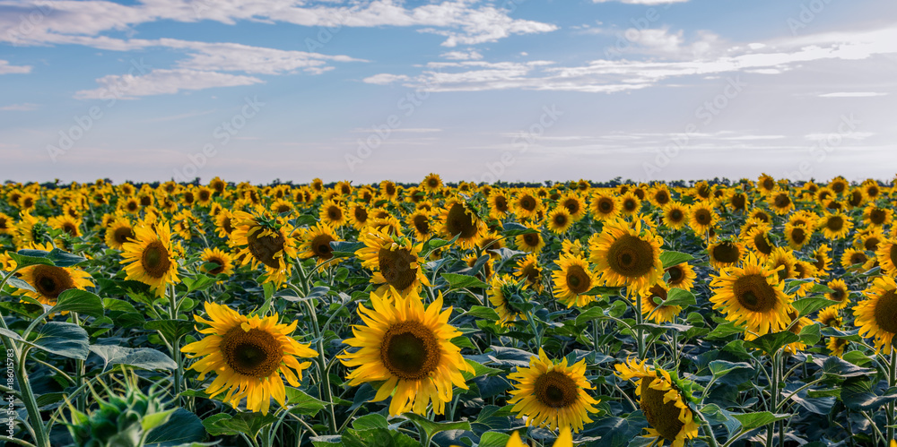 Obraz premium Beautiful sunflowers in the field natural background, Sunflower blooming.