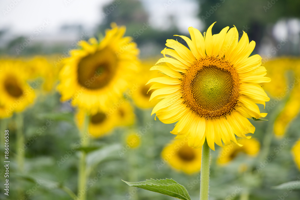 Beautiful yellow sunflower in the farm background