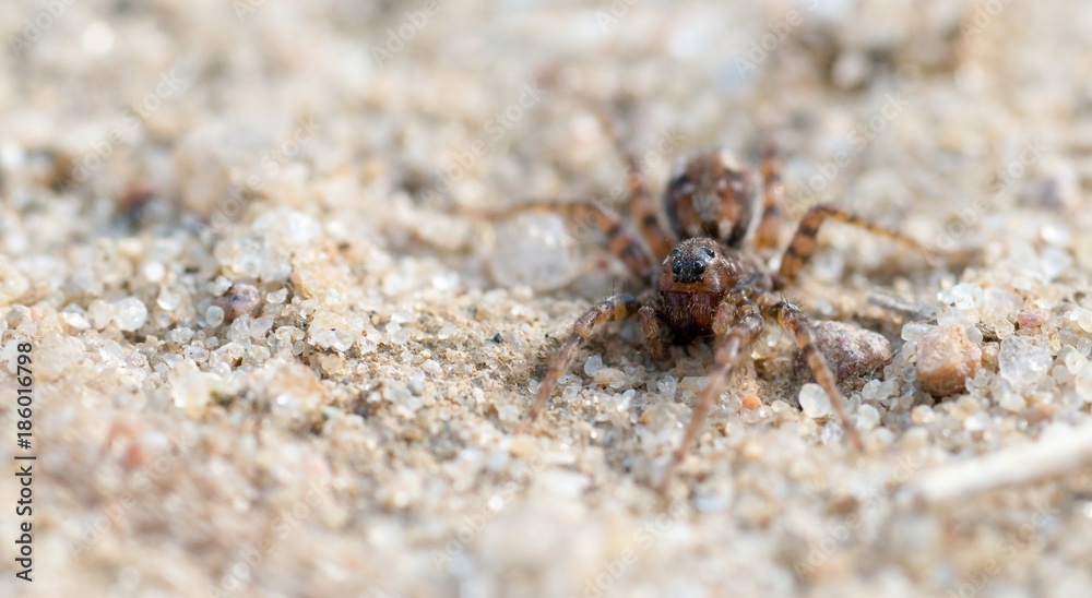 Dünen-Wolfsspinne (Arctosa perita), Portrait auf Sand, Lüneburger Heide, Niedersachsen, Deutschland, Europa
