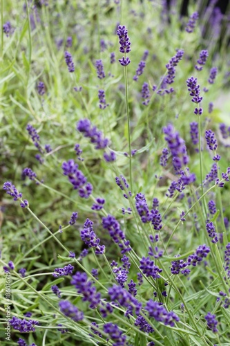 Lavendel