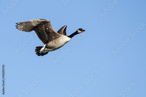 Canada Goose Flying in a Blue Sky