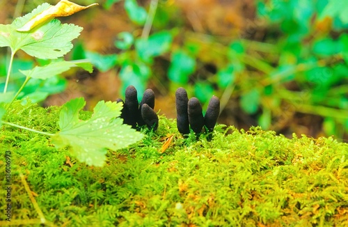 Vielgestaltige Holzkeule / Dead Man's finger  (Xylaria polymorpha), Pilz-Fruchtkörper auf Totholz zwischen Moos, Böhmetal, Niedersachsen, Deutschland, Europa photo
