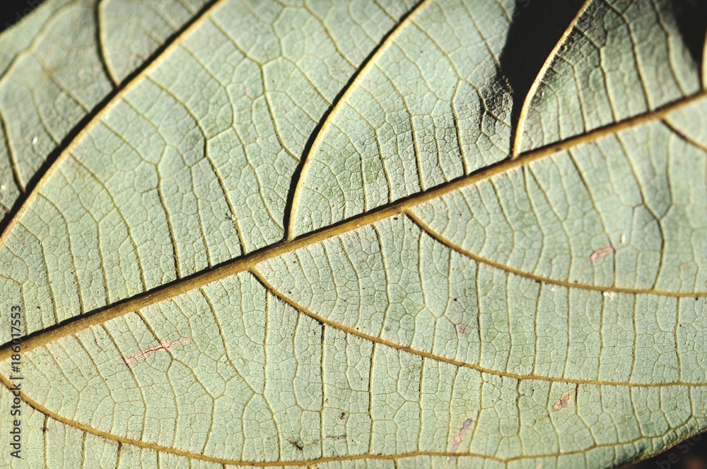 Obraz premium leaves in the tropical forest,Texture of green leaves, leaf in Forest. Garden and Green wall. Green abstract background.