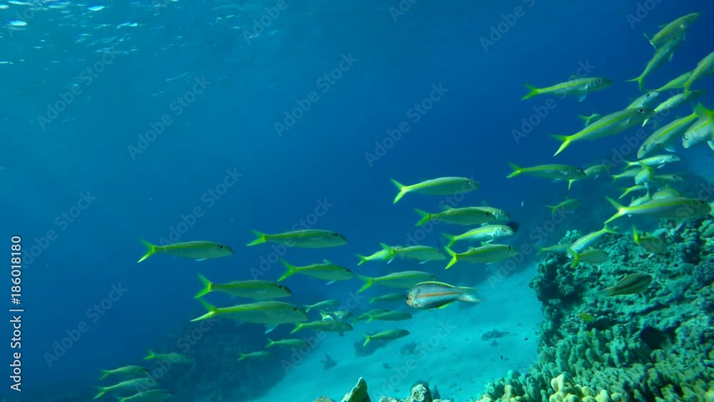 Beautiful corals. Underwater life in the ocean. Tropical fish. Beautiful corals. Underwater life in the ocean. Tropical fish.